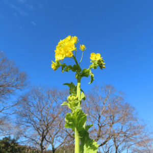 青空を背景に立ち上がるナノハナの茎と花房をとらえた全体写真