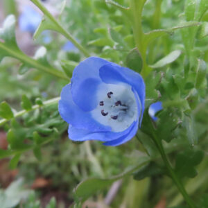 ネモフィラの空色のBaby blue eyesを撮影した花写真