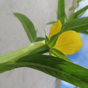 ヒレタゴボウの花を横から撮影した写真｜細長い葉の付け根に咲く黄色い花弁と、緑色の萼・葉脈がはっきり分かる野草の自然な姿を捉えたマクロ撮影