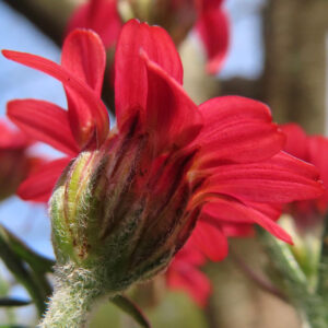 マーガレットの真珠の花を撮影した花写真
