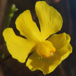 エフクレタヌキモの鮮やかな黄色の花を接写した写真