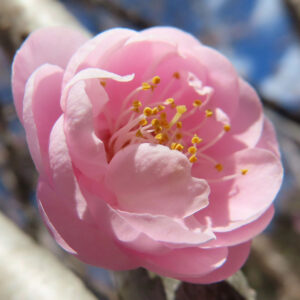 ウメの早春に香る梅を撮影した花写真
