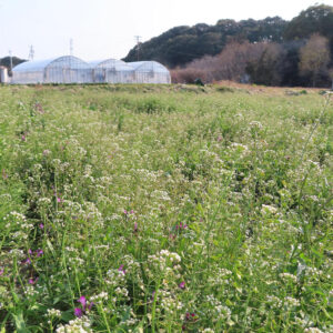 ナズナの白い小花を撮影した花写真