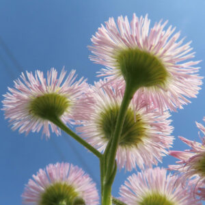 青空を背景に下から見上げたハルジオンの花の写真｜淡いピンク色の細い花弁が放射状に広がる春の野草