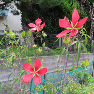庭で咲く赤いモミジアオイの花と蕾が複数並ぶ夏の植物写真