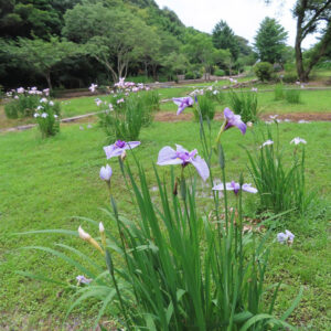 緑の湿地に群生する薄紫色のハナショウブが咲く初夏の花菖蒲園を広く写した風景写真