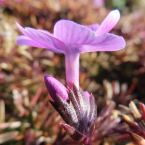 シバザクラの芝のように広がる春の花じゅうたんを撮影した花写真