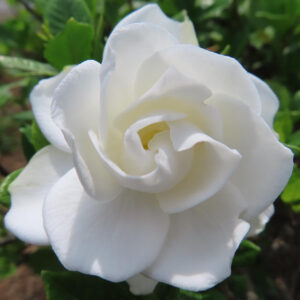 中心がほんのり黄色いクチナシの花をアップで撮影した写真