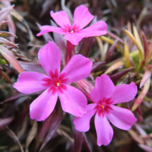 シバザクラの芝のように広がる春の花じゅうたんを撮影した花写真