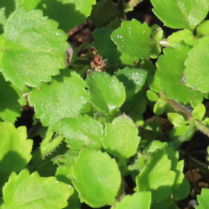 バコパの小さな星形花を撮影した花写真