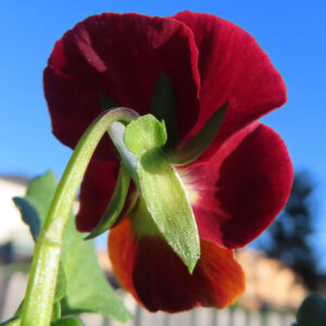 ビオラ・パンジーのもの思いの花を撮影した花写真