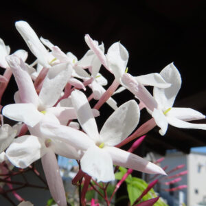 日陰から光を浴びる複数のハゴロモジャスミンの花の群れ