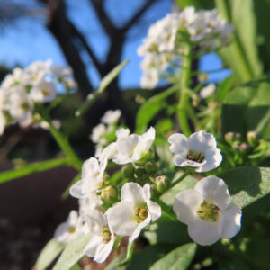 アリッサムの甘く香る小花を撮影した花写真