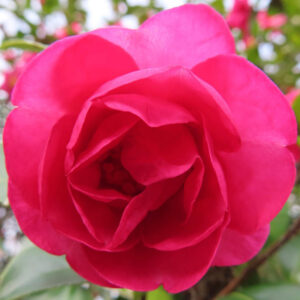 サザンカの花を正面から捉えた接写写真。幾重にも重なる濃いピンク色の花弁が円形に広がり、中心部が少し奥まって見える構図で、背景の緑の葉がやわらかくぼけている。