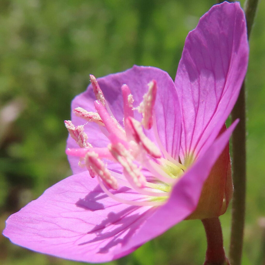 ユウゲショウがピンク色の花を咲かせています