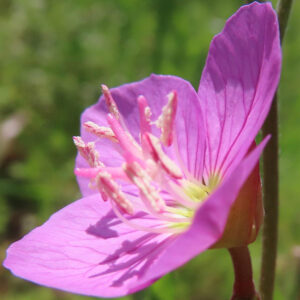 横から見たユウゲショウの花が立体的に映える明るい日差しの中の写真