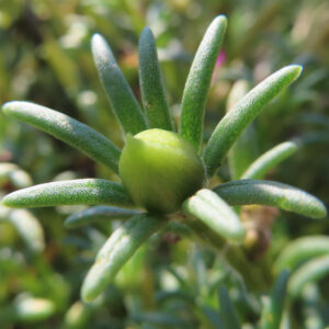 緑色のマツバボタンの若いつぼみを中心に撮影した植物写真