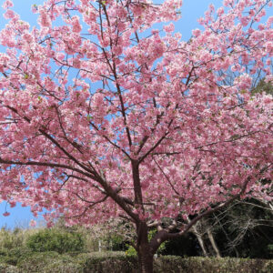 サクラの日本の桜文化を撮影した花写真