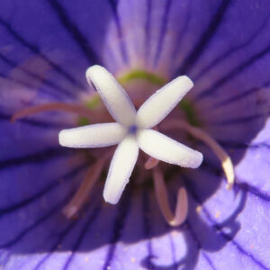 白い星形の柱頭をど真ん中に捉えたキキョウの花芯マクロ