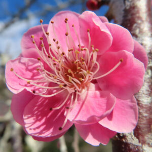 ウメの早春に香る梅を撮影した花写真