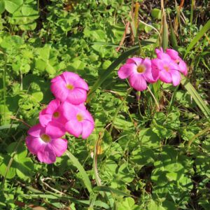 フヨウカタバミの大きな五弁花を撮影した花写真