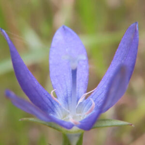ヒナキキョウソウの紫色の花を接写した写真｜花弁が開きかけた姿と中央の柱頭が際立つ野草のアップ