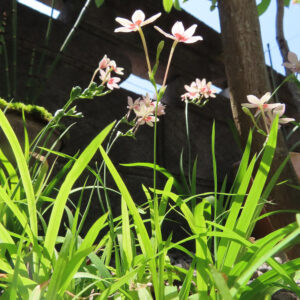ヒメヒオウギの花が明るい日差しの中で群生する様子を下から撮影した写真。細長い緑の葉の間から淡いピンク色の花がいくつも立ち上がり、背景には塀や木陰が見える