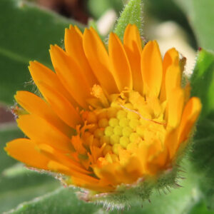 ヒメキンセンカの冬知らずの橙花を撮影した花写真
