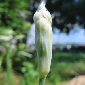 ニラの白い花が開く直前の蕾をマクロ撮影した写真｜淡い緑を帯びた花被と細長い花茎が際立つニラの蕾の接写構図
