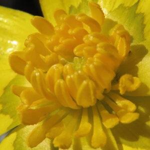 ヒメリュウキンカの黄金色の春花を撮るポイントを撮影した花写真