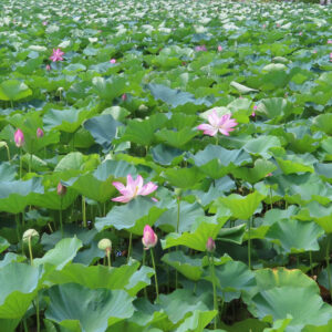 広大なハス池で緑の葉の中にピンクの蓮花が咲き誇る風景写真
