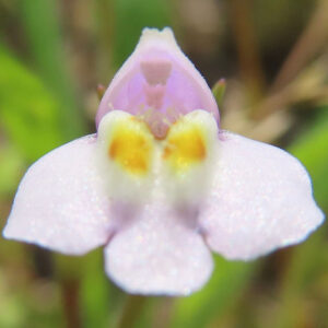 トキワハゼの正面からの接写写真｜淡い紫と白の花びらに黄色の模様が映える野草のマクロ撮影