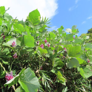 夏の青空の下に茂るクズの群生写真｜大きな緑の葉と紫紅色の花房が映える蔓植物
