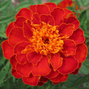 赤とオレンジのコントラストが鮮やかなマリーゴールドのクローズアップ写真｜花壇を彩る夏の花