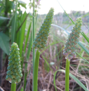 ツルボ（Scilla scilloides）の蕾が立ち上がる初期花穂を3本撮影した写真｜秋の野草