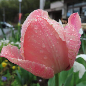 チューリップのターバンに由来する春の球根花を撮影した花写真