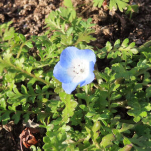 ネモフィラの空色のBaby blue eyesを撮影した花写真