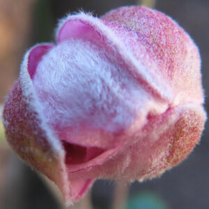 シュウメイギク（秋明菊）の蕾をマクロ撮影した写真。淡いピンク色の蕾全体を細かな産毛が覆い、花びらがわずかに開き始めた瞬間を柔らかな背景ぼけとともに捉えた接写構図。