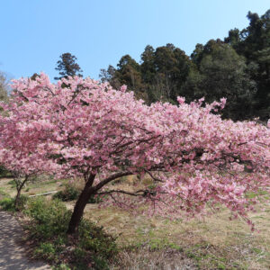 サクラの日本の桜文化を撮影した花写真