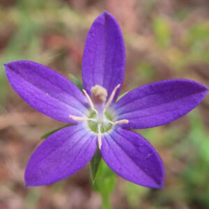 ヒナキキョウソウの紫色の花を真上から接写した写真｜5枚の花弁と中央の雄しべが際立つ野草の美しいアップ