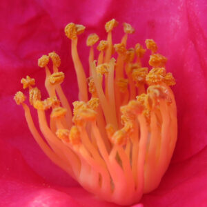 サザンカの花の中心部を極接写したマクロ写真。鮮やかなピンク色の花弁に囲まれ、細長く立ち上がる雄しべと、先端に付いた黄色い花粉の粒状感がはっきりと写っている構図。