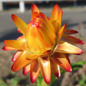 ムギワラギクの帝王貝細工を撮影した花写真