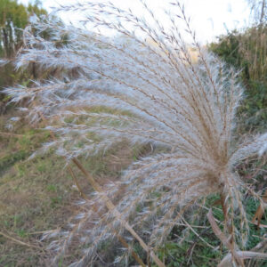 オギの水辺に揺れる穂を撮影した花写真