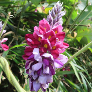 クズの花穂の写真｜紫のつぼみから赤紫の花が咲き黄色の斑点が並ぶ夏の蔓植物