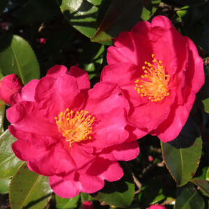 サザンカの花が2輪並んで咲く様子を捉えた接写写真。鮮やかなピンク色の花弁と中心の黄色い雄しべがはっきりと写り、周囲には艶のある緑の葉とつぼみが配置された自然光の構図。