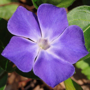 ツルニチニチソウの紫の蔓花を撮影した花写真
