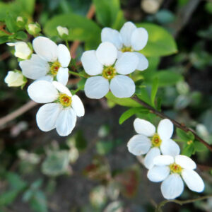 ユキヤナギの雪のような白い小花を撮影した花写真