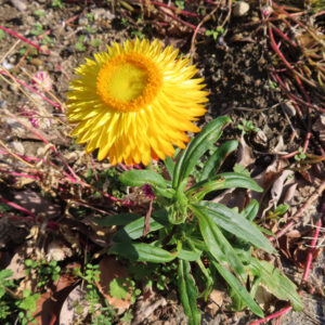 ムギワラギクの帝王貝細工を撮影した花写真