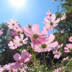 青空を背景に逆光で透ける淡いピンク色のコスモスが群生し、細い茎と花弁が風に揺れる様子を下から見上げる構図で捉えた秋の野花の写真