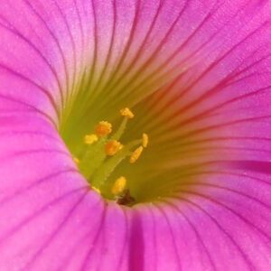フヨウカタバミの大きな五弁花を撮影した花写真